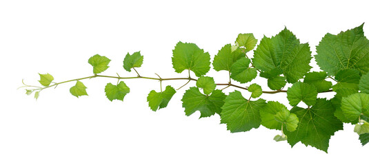 vine frame leaf vine Isolate on transparent background PNG file