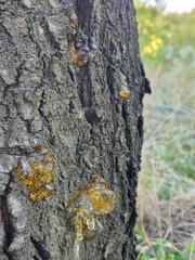 Resin appeared on the tree in places where the bark was damaged