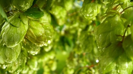 Pouring Beer into Glass with Hops Plants , Close-up