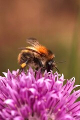 Bee on a pink flower