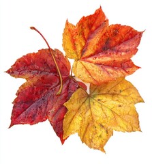 Trio of autumn leaves in vibrant red, orange, and yellow hues. Delicate water droplets sparkle on their textured surfaces, set against a clean white backdrop