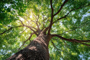 Majestic tree from below, sun shining through dense green canopy. Striking perspective emphasizing height and textures of bark & leaves