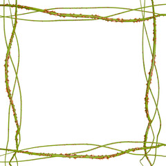 A 3D render of a spooky, tangled thorn frame with vibrant vines and sharp spikes. This graphic is ideal for a Halloween-themed invitation or border.