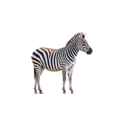 Fototapeta premium Captivating Portrait of a Majestic Zebra Standing Gracefully Against a White Background