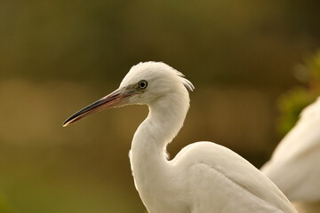Birds of SL