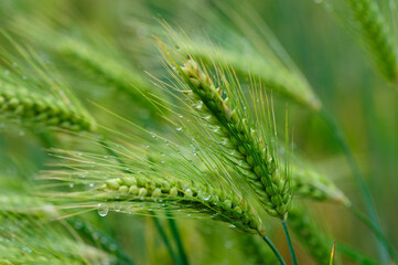 Green hulless barley crops with dew in the field