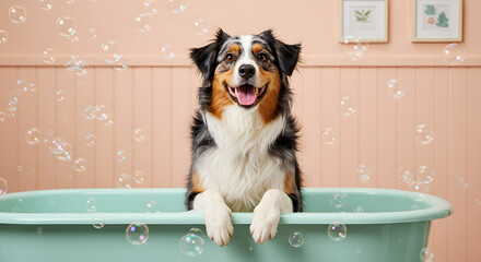 border collie puppy,Australian Shepherd Bath &ndash; Whimsical Scene with Pink Panel Backdrop