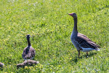 Spaziergang über Spiekeroog