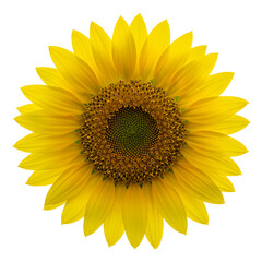 Naklejka premium Sunflower Blossom Close-up on Black Backdrop Vibrant Yellow Petals Detail