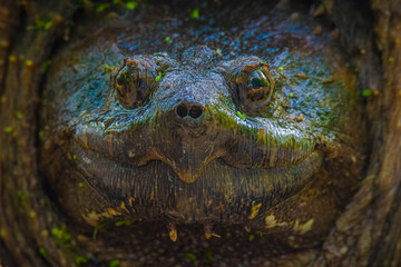 Snapping Turtle Portrait Closeup