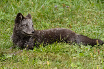 Fototapeta premium Arctic Fox Summer Coat (Vulpes lagopus)
