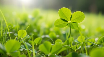 Close-up of a vibrant four-leaf clover in a grassy field, bathed in sunlight.