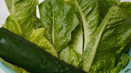 Fresh romain lettuce and Japanese cucumber (kyuri) that have just been washed and stored in a green container placed on a white background