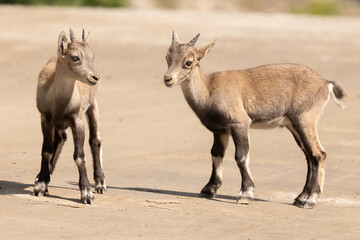 Alpine Ibex Kids (Capra ibex) Goats.