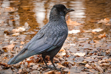 Rabenkrähe am herbstlichen Fluss