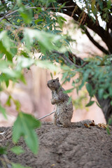 squirrel in the park