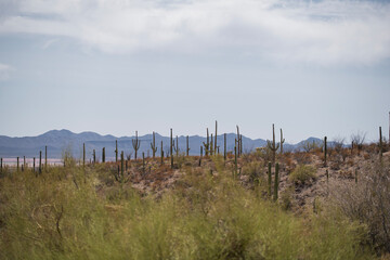Obraz premium Mighty Saguaro