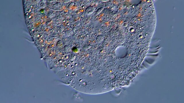 Single-Cell Ciliates Feeding Process Filmed in 4K