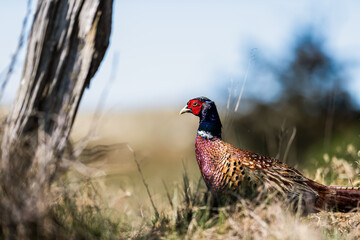 Spaziergang über Spiekeroog
