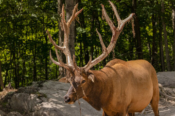Elk Shedding Velvet (Cervus canadensis)