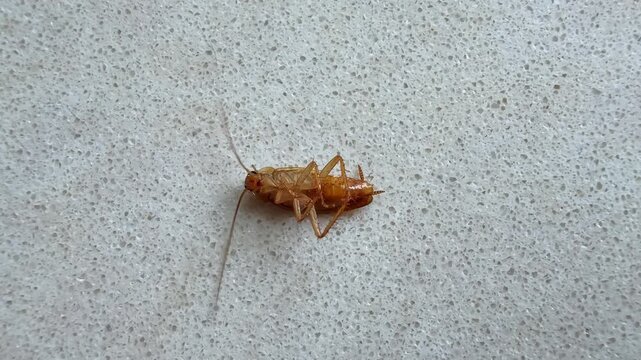 A cockroach lies on its back affected by poison.