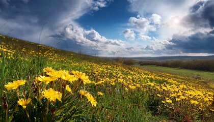 Bright Yellow Wildflowers Blooming In A Meadow Under A Cloudy Sky In Spring
