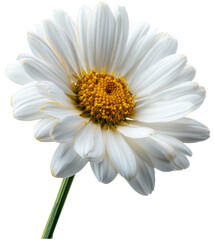 Naklejka premium Detailed photograph capturing a pristine white daisy with a vibrant yellow center isolated on transparent background. PNG, , showcasing the delicate beauty of nature's flora in crisp, focused clarity.