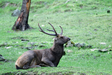 Reindeer in Forest – Festive Holiday Season Symbol
