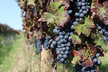 Bunches of ripe Merlot grape, with reddish  vine leaves, under the autumn sun
