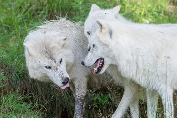 Naklejka premium White Arctic Wolves (Canis lupus arctos) Wolf Pack.