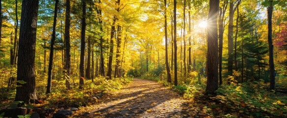 Sunny Autumn Path.
Description A sunlit path winds through a vibrant forest, the trees adorned with golden and yellow leaves creating a warm, inviting autumn scene