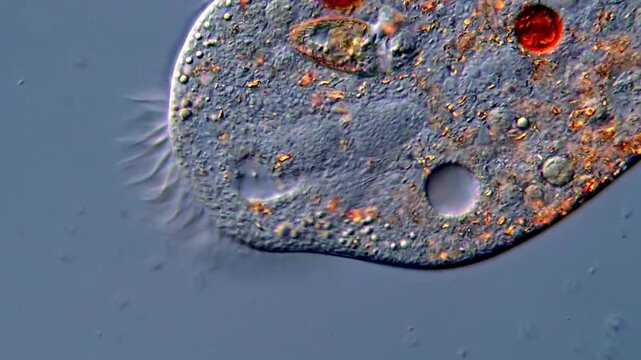 Protozoan Ciliophora Feeding Behavior in 4K