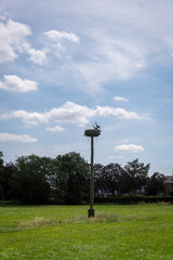 View of a pair of storks sitting on a nest upon a pole