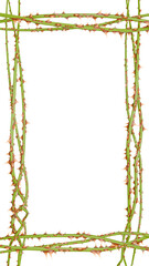 High-resolution digital art of an abstract, thorny frame. This illustration of intertwined branches is a compelling visual for modern art and design.