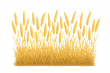 Dry grass growing on transparent background with copy space, ideal for nature, agriculture, and environmental themes