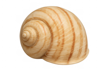 Empty snail shell with transparent background exhibiting intricate spiral patterns