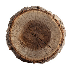 Fototapeta premium Tree Trunk Cross Section with Annual Rings