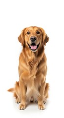 Golden Retriever Dog Sitting Happy Friendly in Studio with White Background
