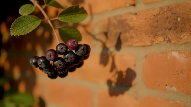 Farkleberry Cluster Against Soft Brick Wall