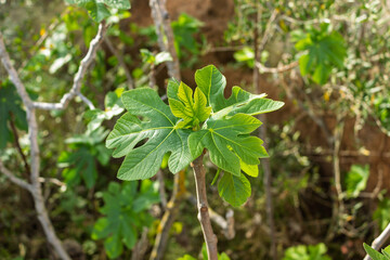 Fig tree Ficus carica also known as Black Spanish fig, growing in spring near Freginals in the province of Tarragona, Catalonia, Spain