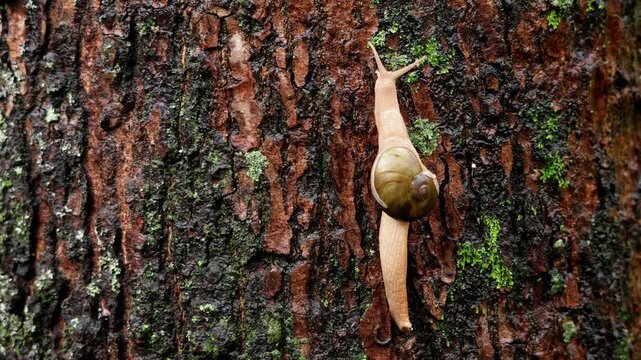 A closeup shot shows a Euaustenia cassida snail crawling upside down on moist tree bark during the rainy monsoon season in Mandi, Himachal Pradesh, India.