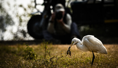 Egret Capturing Prey with Photographer in Background