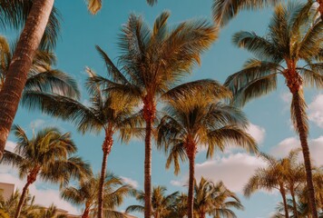 Palm trees reach towards a clear blue sky with wispy clouds, creating a tropical, warm vibe. Sunlight touches the fronds, highlighting the textured bark