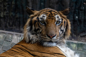 Close up head bengal tiger is beautiful animal and dangerous in forest