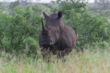 Southern white rhinoceros Ceratotherium simum, also known as a square-lipped rhinoceros or white rhino in winter at Kruger National Park in the Mpumalanga province of South Africa © Oenz