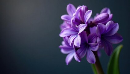 Tightly furled hyacinth bud, vibrant purple hues, springtime, photography