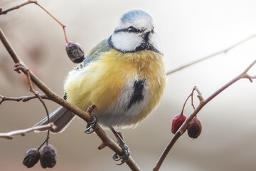 Blaumeise im Beerenstrauch © Micha Trillhaase