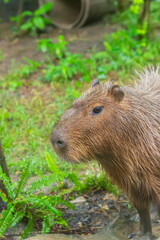 capybara close-up against dense green bushes in nature