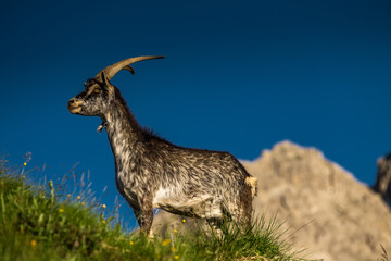  ibex climbs alpine slopes in Italy’s iconic Dolomites mountains