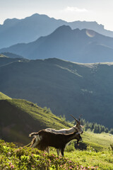 Ibex at peace on alpine ledge in Italian Dolomites mountains